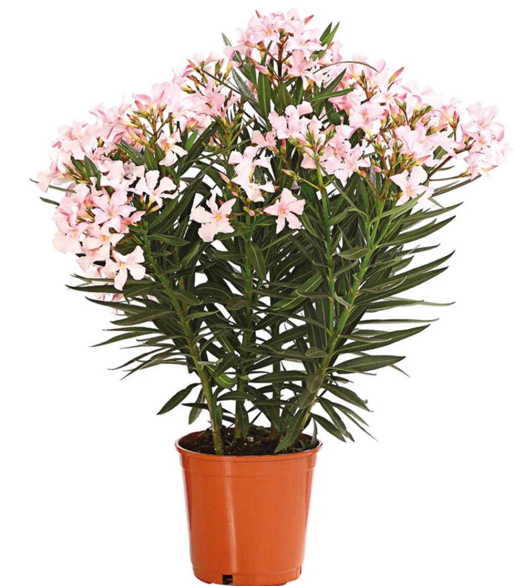 Dehner Terrassenpflanzen|Hibiskus & Oleander - Oleander, Busch Apricot