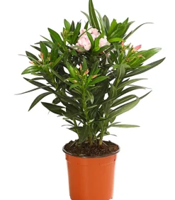 Dehner Terrassenpflanzen|Hibiskus & Oleander > Oleander, Busch, verschiedene Farben