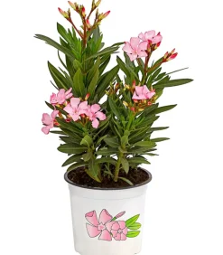 Dehner Terrassenpflanzen|Hibiskus & Oleander > Oleander, Busch, verschiedene Farben