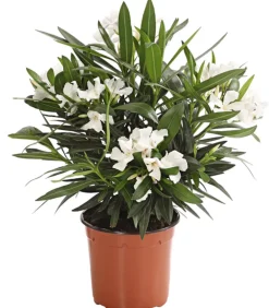 Dehner Terrassenpflanzen|Hibiskus & Oleander > Oleander, Busch, verschiedene Farben