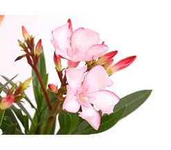 Dehner Terrassenpflanzen|Hibiskus & Oleander > Oleander, Busch, verschiedene Farben