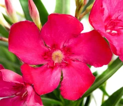 Dehner Terrassenpflanzen|Hibiskus & Oleander > Oleander, Busch, verschiedene Farben