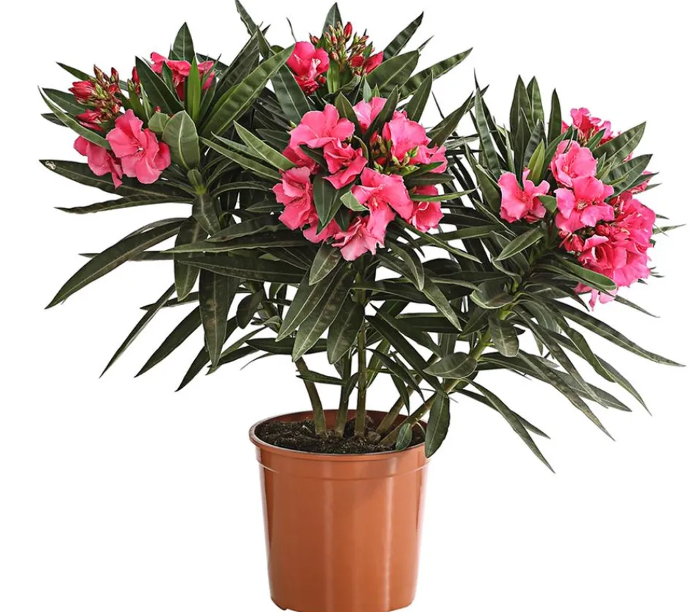 Dehner Terrassenpflanzen|Hibiskus & Oleander > Oleander, gefüllt
