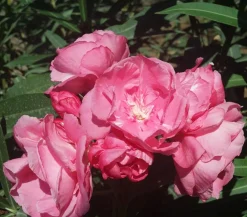 Dehner Terrassenpflanzen|Hibiskus & Oleander > Oleander, gefüllt
