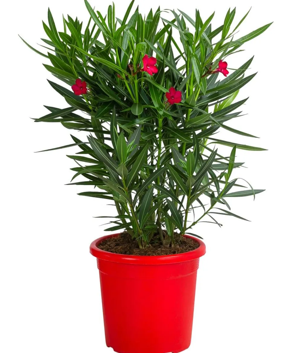 Dehner Hibiskus & Oleander - Oleander 'Jannoch' Rot