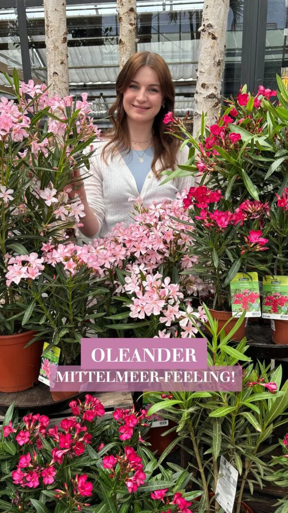 Dehner Terrassenpflanzen|Hibiskus & Oleander > Oleander, Solitärbusch