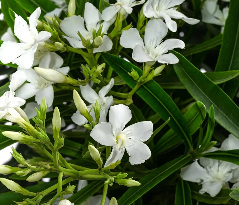 Dehner Terrassenpflanzen|Hibiskus & Oleander > Oleander, Solitärbusch