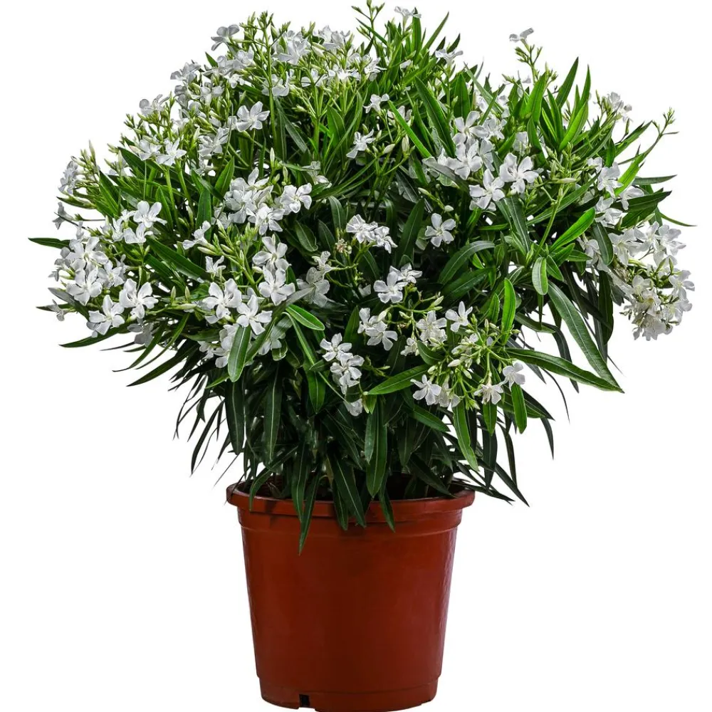 Dehner Terrassenpflanzen|Hibiskus & Oleander > Oleander, Solitärbusch