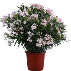 Dehner Oleander, Solitärbusch Rosa Hot