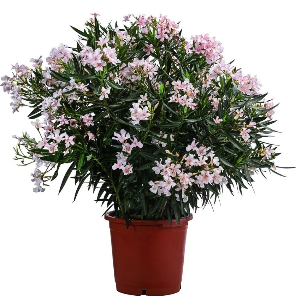 Dehner Oleander, Solitärbusch Rosa Hot