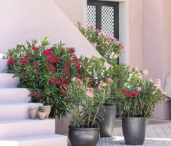 Dehner Oleander, Solitärbusch Rosa Hot