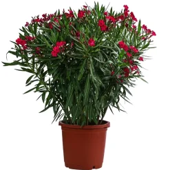 Dehner Terrassenpflanzen|Hibiskus & Oleander - Oleander, Solitärbusch Rot