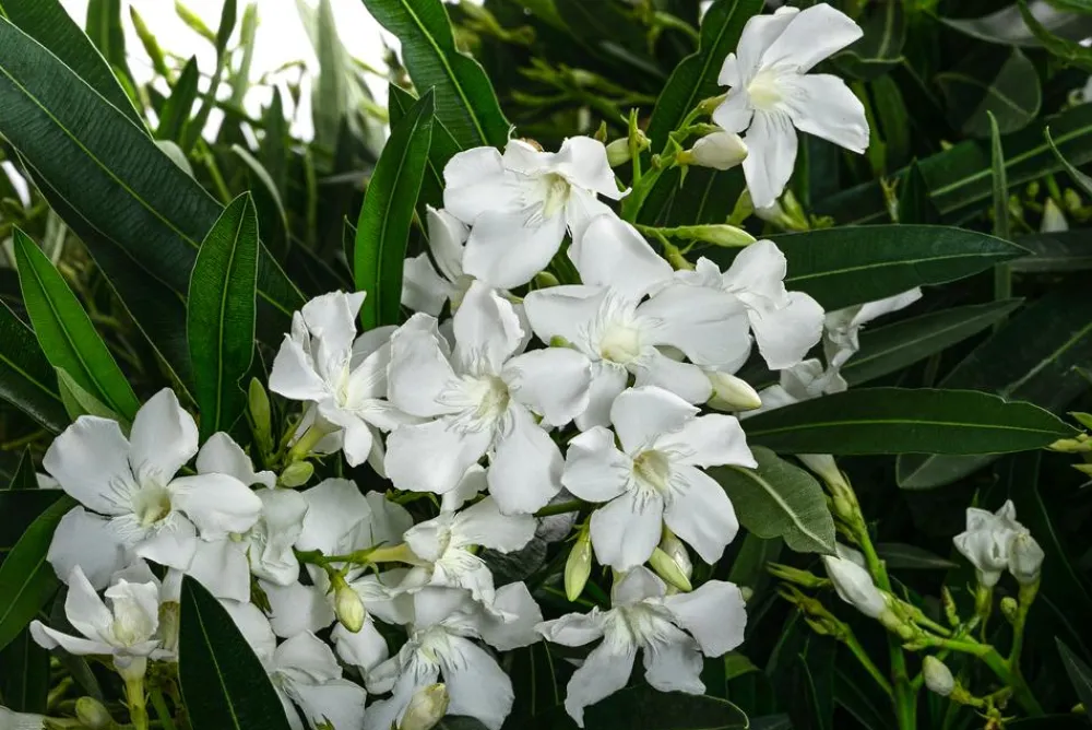 Dehner Terrassenpflanzen|Hibiskus & Oleander > Oleander, Solitärbusch, verschiedene Farben