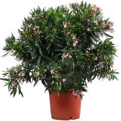 Dehner Terrassenpflanzen|Hibiskus & Oleander > Oleander, Solitärbusch, verschiedene Farben