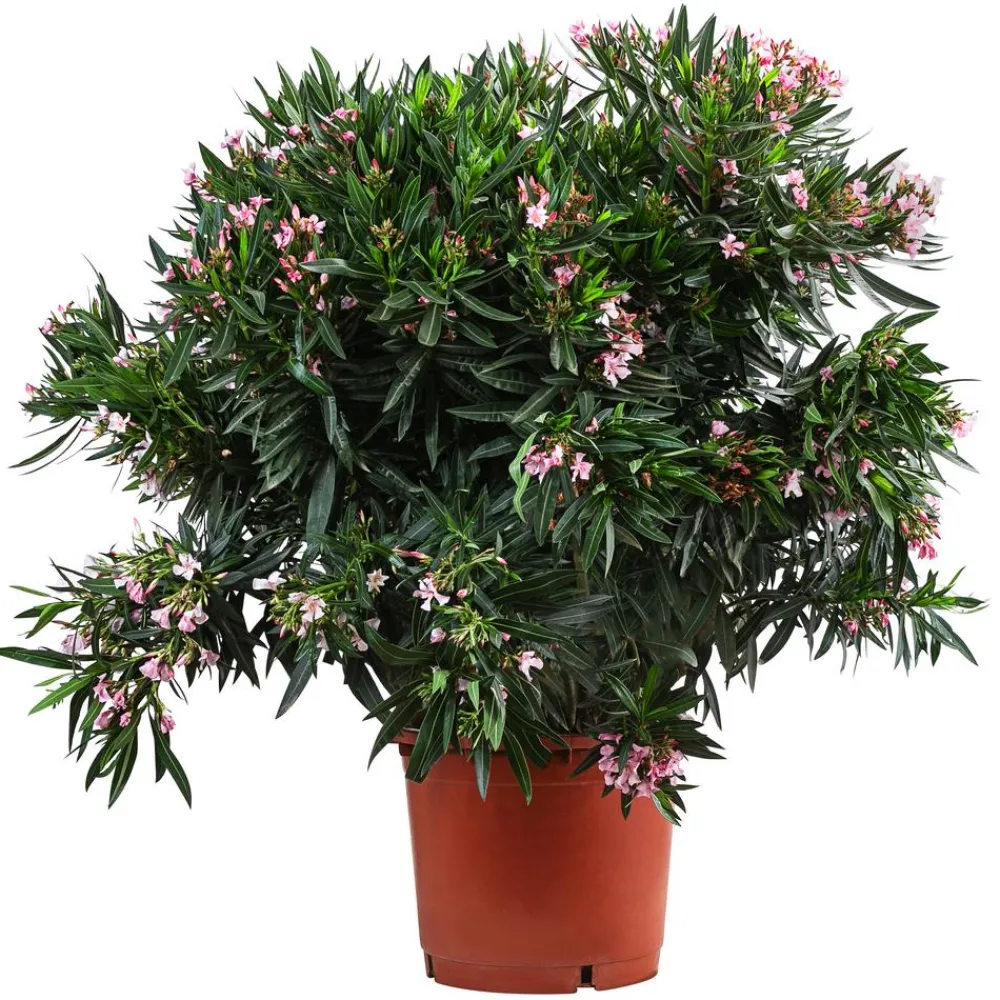 Dehner Terrassenpflanzen|Hibiskus & Oleander > Oleander, Solitärbusch, verschiedene Farben