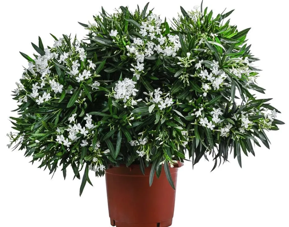 Dehner Terrassenpflanzen|Hibiskus & Oleander > Oleander, Solitärbusch, verschiedene Farben