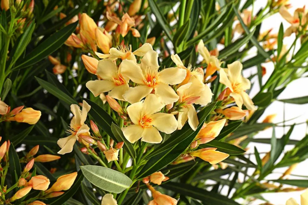 Dehner Terrassenpflanzen|Hibiskus & Oleander > Oleander, Solitärbusch, verschiedene Farben