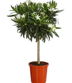 Dehner Terrassenpflanzen|Hibiskus & Oleander > Oleander, Stämmchen, verschiedene Farben