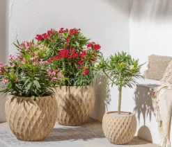 Dehner Terrassenpflanzen|Hibiskus & Oleander > Oleander, Stämmchen, verschiedene Farben
