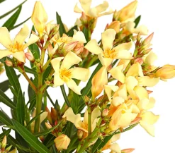 Dehner Terrassenpflanzen|Hibiskus & Oleander > Oleander, Stämmchen, verschiedene Farben