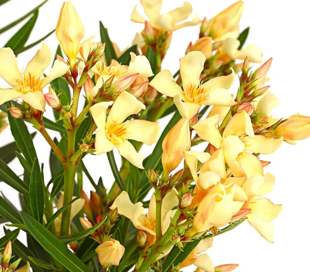 Dehner Terrassenpflanzen|Hibiskus & Oleander > Oleander, Stämmchen, verschiedene Farben