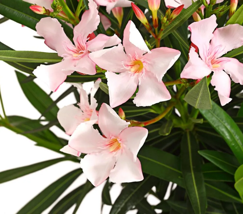 Dehner Terrassenpflanzen|Hibiskus & Oleander > Oleander, Stämmchen, verschiedene Farben