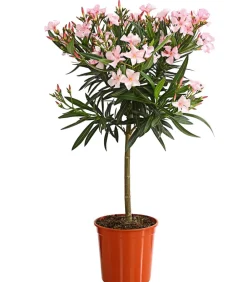 Dehner Terrassenpflanzen|Hibiskus & Oleander > Oleander, Stämmchen, verschiedene Farben