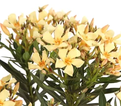 Dehner Oleander, Stämmchen, verschiedene Farben New