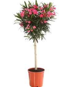 Dehner Oleander, Stämmchen, verschiedene Farben New