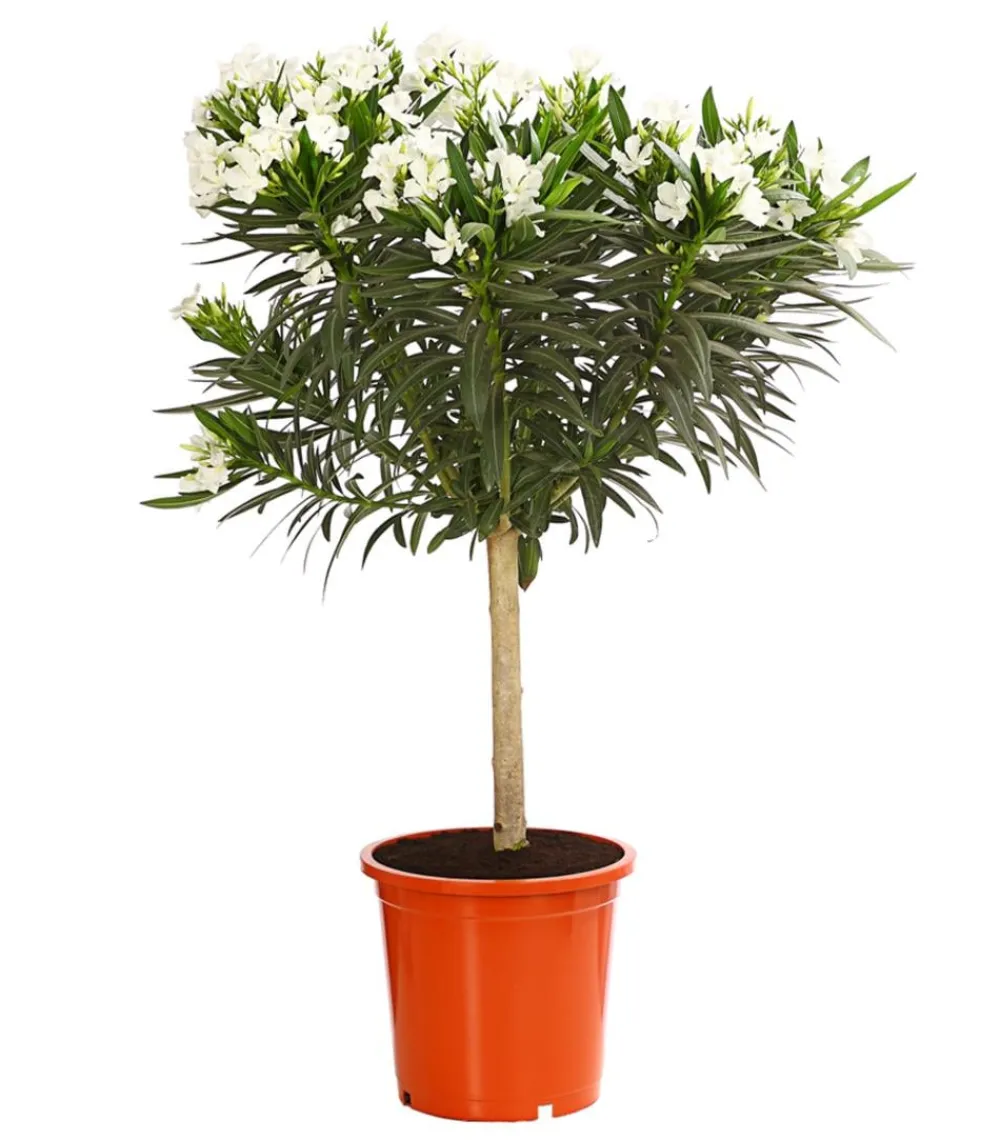 Dehner Terrassenpflanzen|Hibiskus & Oleander - Oleander, Stämmchen, verschiedene Farben