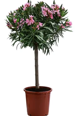 Dehner Terrassenpflanzen|Hibiskus & Oleander - Oleander, Stämmchen, verschiedene Farben