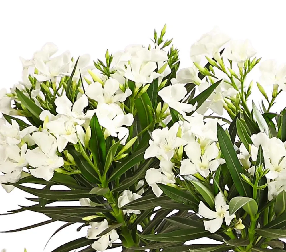 Dehner Terrassenpflanzen|Hibiskus & Oleander - Oleander, Stämmchen, verschiedene Farben