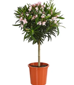 Dehner Terrassenpflanzen|Hibiskus & Oleander - Oleander, Stämmchen, verschiedene Farben