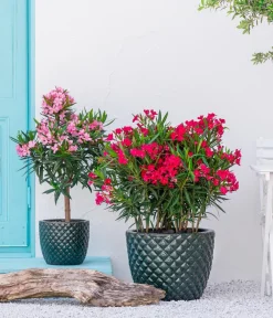 Dehner Terrassenpflanzen|Hibiskus & Oleander - Oleander, Stämmchen, verschiedene Farben