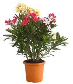 Dehner Terrassenpflanzen|Hibiskus & Oleander - Oleander-Trio