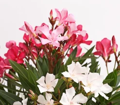 Dehner Terrassenpflanzen|Hibiskus & Oleander - Oleander-Trio