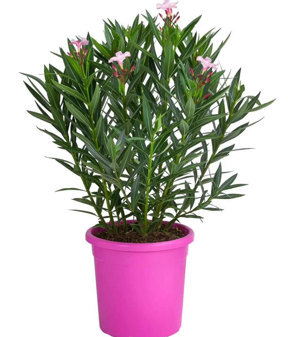 Dehner Oleander 'Villa Romaine' Rosa Discount