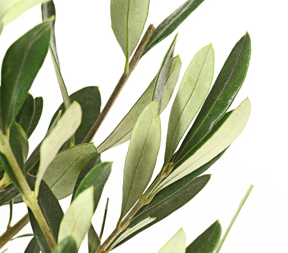 Dehner Terrassenpflanzen|Feigen- & Olivenbäume > Olive, Busch