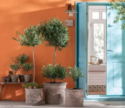Dehner Terrassenpflanzen|Feigen- & Olivenbäume > Olive, Busch