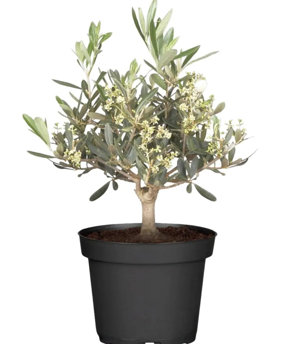 Dehner Terrassenpflanzen|Feigen- & Olivenbäume > Olive, Busch