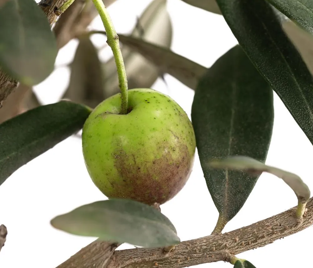 Dehner Olive, Busch Online