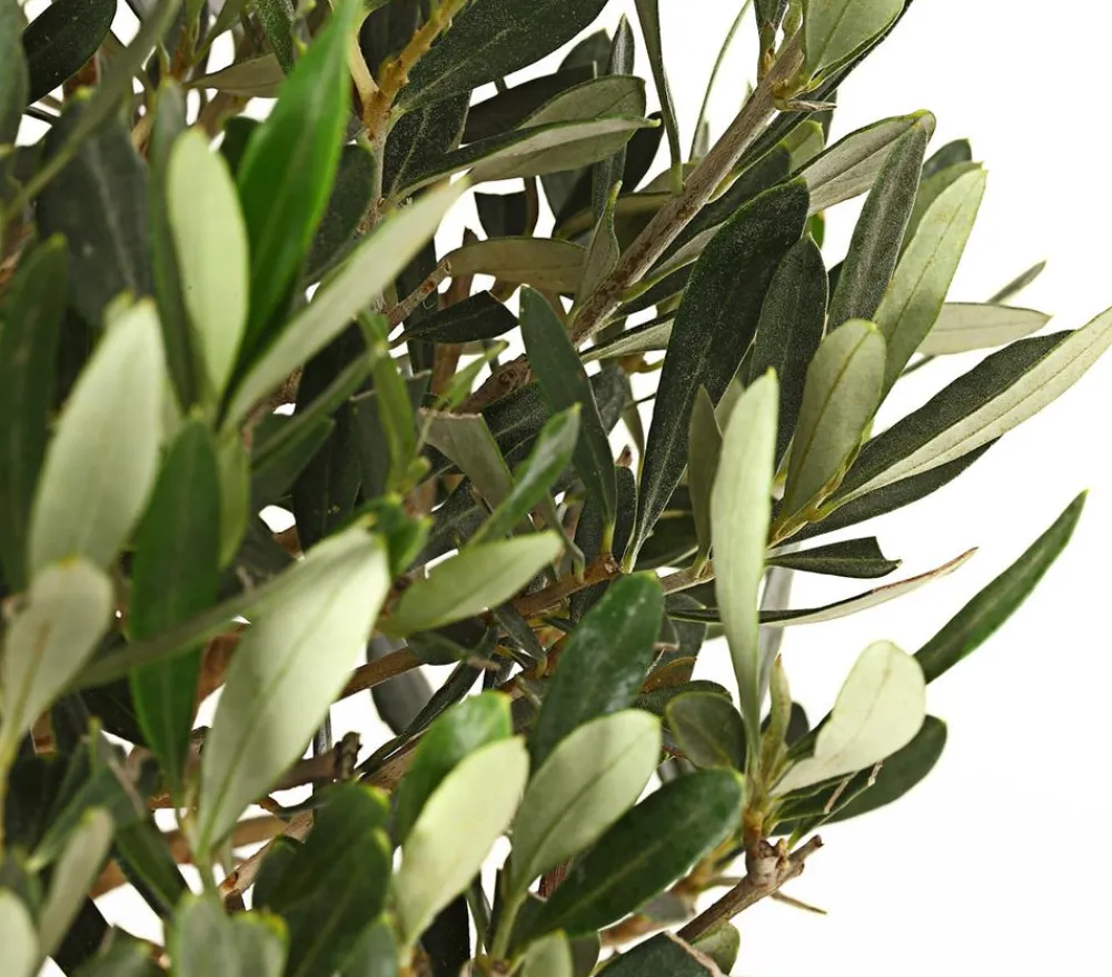 Dehner Olive, Busch Online