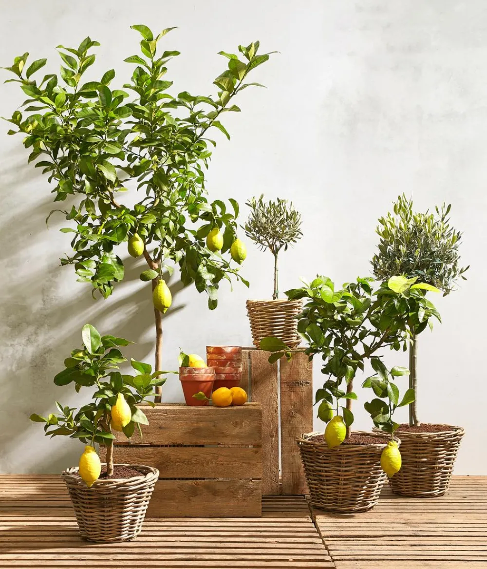 Dehner Terrassenpflanzen|Feigen- & Olivenbäume > Olive, Ministamm