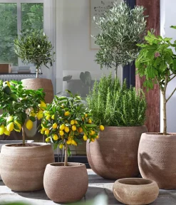 Dehner Terrassenpflanzen|Feigen- & Olivenbäume > Olive, Ministamm