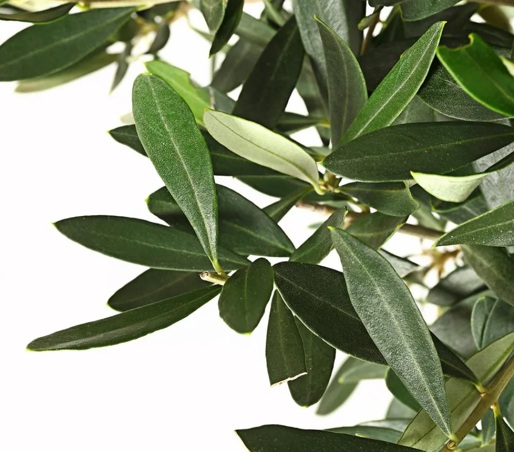 Dehner Terrassenpflanzen|Feigen- & Olivenbäume > Olive, Ministamm