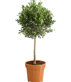 Dehner Terrassenpflanzen|Feigen- & Olivenbäume > Olive, Ministamm