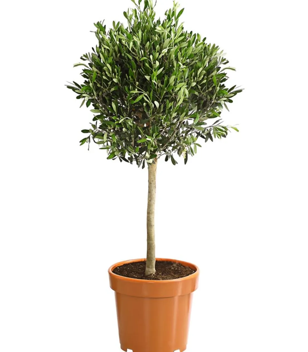 Dehner Terrassenpflanzen|Feigen- & Olivenbäume > Olive, Ministamm