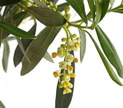 Dehner Terrassenpflanzen|Feigen- & Olivenbäume > Olive, Ministamm