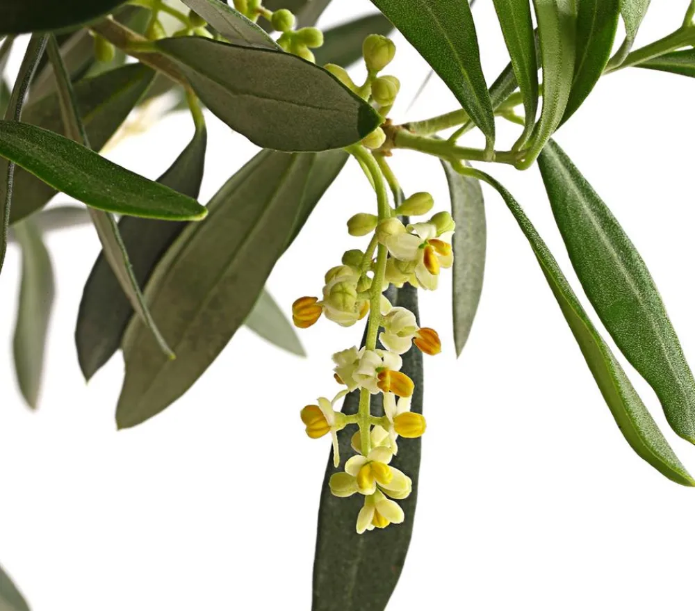Dehner Terrassenpflanzen|Feigen- & Olivenbäume > Olive, Ministamm