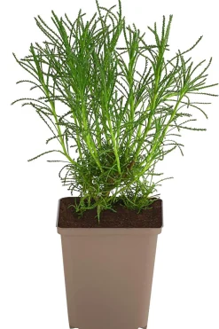 Dehner Garten- & Heilkräuter|Küchenkräuter > Olivenkraut